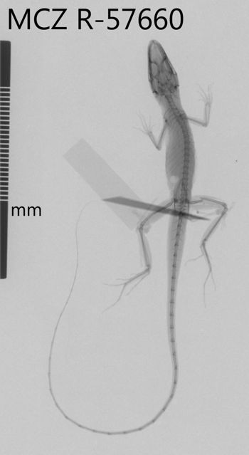 Media type: image;   Herpetology R-57660 Aspect: dorsoventral x-ray